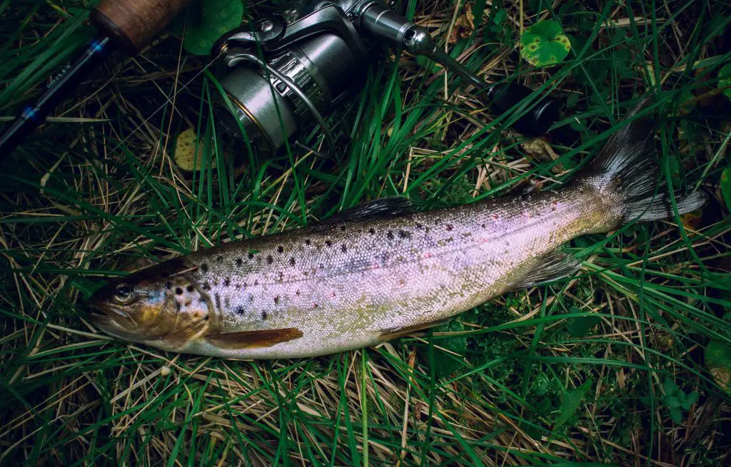 The standard hook size range for trout fishing typically falls between size 6 and size 12, with variations based on the target species and fishing conditions.