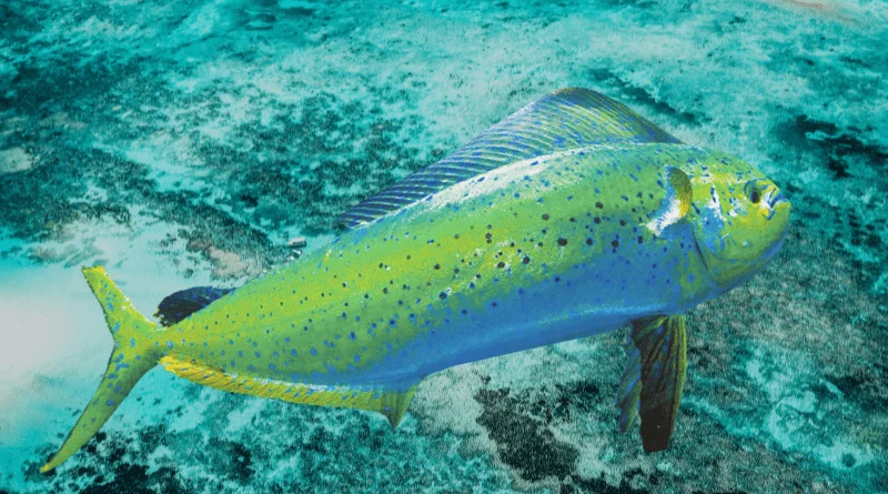 Dorado fish also known as mahi-mahi or dolphin fish, dorado are prized for their vibrant colors and delicious flesh.
