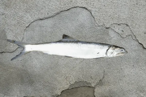 Among the many types of ladyfish, the Atlantic ladyfish (Elops saurus) is the most common. It can be found in abundance along the Atlantic coasts of the United States, Mexico, and Central America.