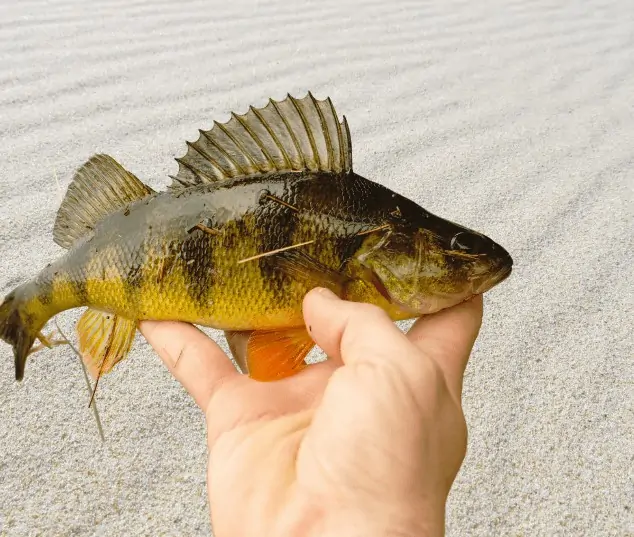 When discussing how to catch yellow perch, the proper setup is crucial for successful and enjoyable fishing. 