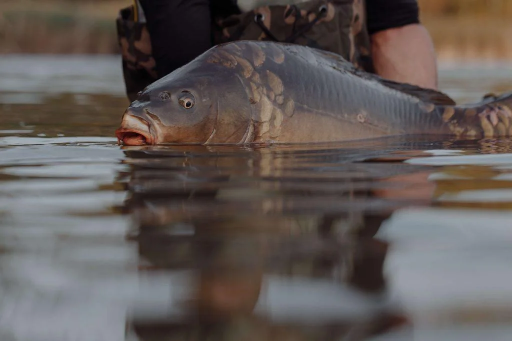 Carp fishing has a exciting experience.