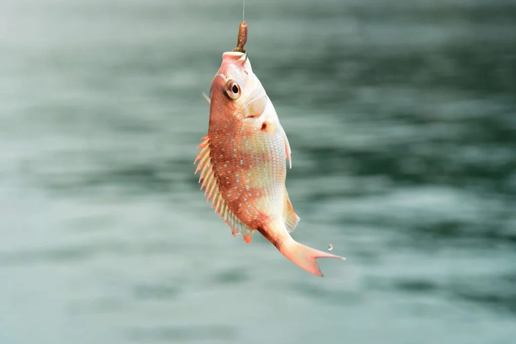 Different fish species have varying preferences when it comes to bait. Research the type of fish you want to catch and use the appropriate bait to entice them.