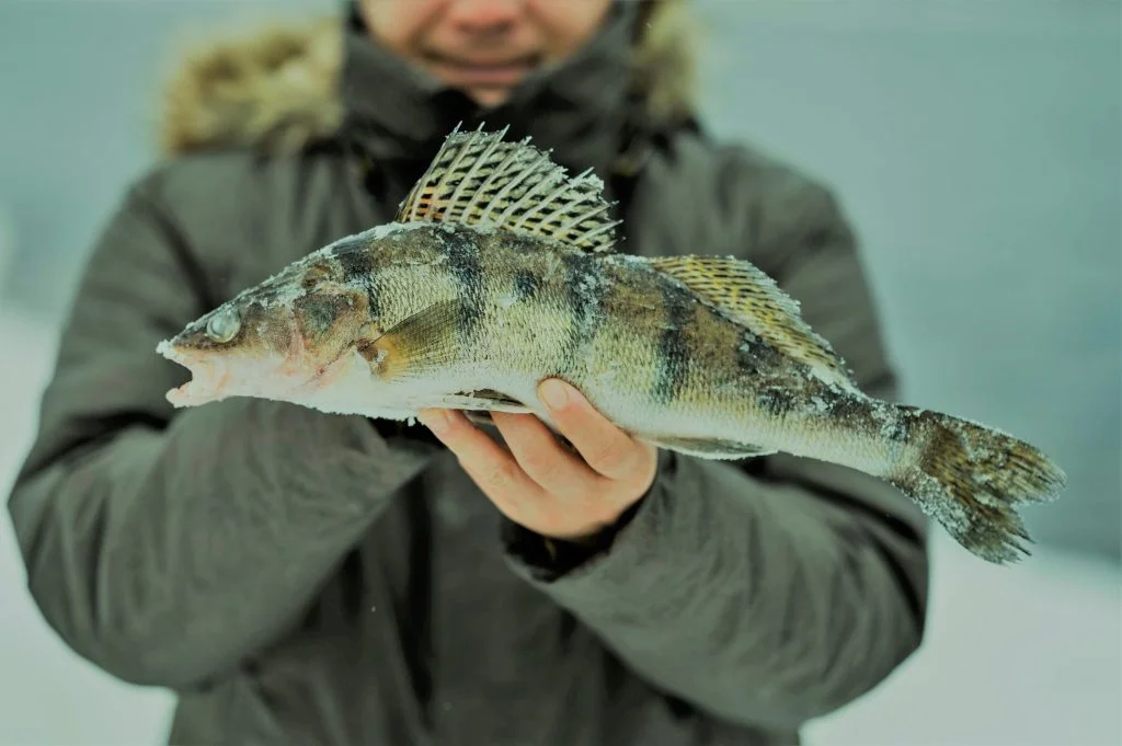 Use small jigs tipped with live bait to entice these tasty fish. Perch tend to school, so once you find one, there's a good chance more are nearby.
