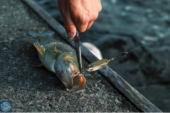 Handle fishing lures with care to prevent unwanted incidents. Keep your fingers away from hooks, and use pliers to remove hooks from caught fish.