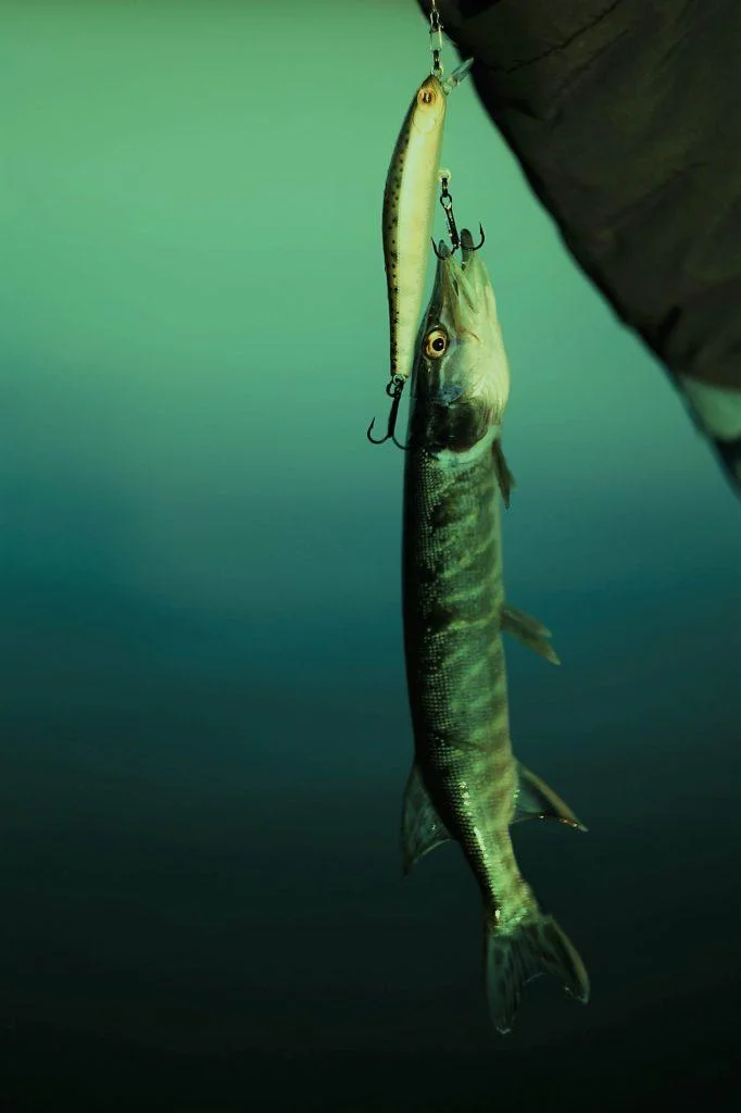Night fishing requires patience. Fish are often more sluggish in calmer waters, so give them ample time to bite. 