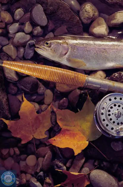 Consider the size of the Trout you're targeting. Larger Trouts may prefer larger flies, while smaller ones prefer smaller patterns. Adjust your fly size accordingly.