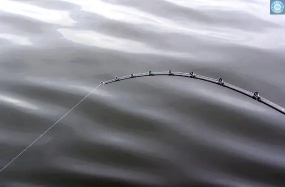 For surf fishing, a Drop Shot Rig is an essential piece of equipment. This simple setup involves fishing with a hook and weight attached to the main line.