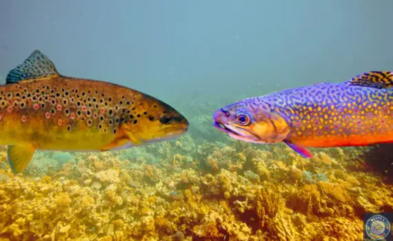 At the start of the debate of Brown Trout vs. Brook Trout, it's clear that each species has unique characteristics and behaviors.