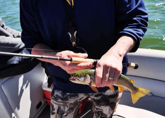 Ever wondered what's under the calm surface of a lake? If you're curious, trout trolling might be your perfect fishing adventure.