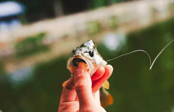 This technique works well for catching bass, trout, and panfish. It looks like natural prey and moves subtly, which attracts fish without scaring them. 