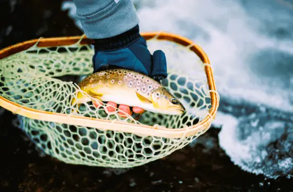 Coldwater temperatures awaken the dormant spirits of trout and walleye, making them more susceptible to your angling prowess.
