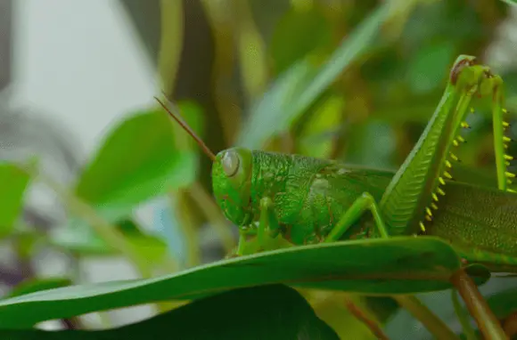  Hook grasshoppers carefully through the collar region just behind their head or near their abdomen end 