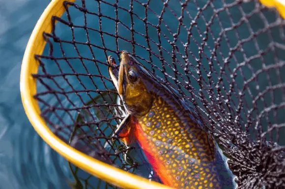 Know that various trout species eat different things. So, your fly needs to look like the local bugs or small fish where you're fishing. 