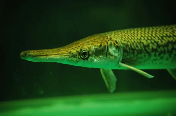 Pike are top predators, and their behavior changes with the seasons and their feeding habits.