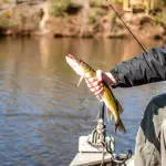 Pike fly fishing requires skill, determination, and knowledge. It's not just about catching fish; it's about understanding pike behavior and learning how to attract them.